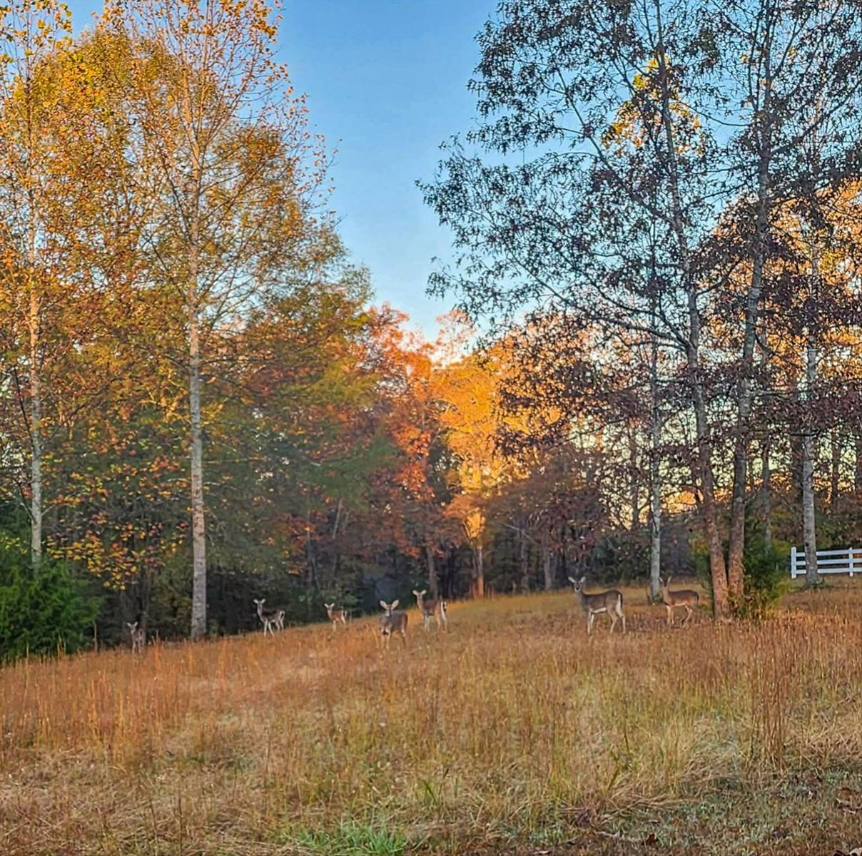 700 Old Johnson Lake Rd additional view, Lawrence County TN home for sale